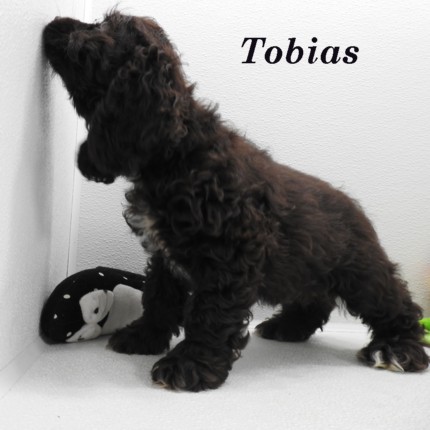 puppy, for, sale, Cocker Spaniel, Joe & Cherri  Overlease, dog, breeder, Miller, MO, dog-breeder, puppy-for-sale, forsale, nearby, find, puppyfind, locator, puppylocator, aca